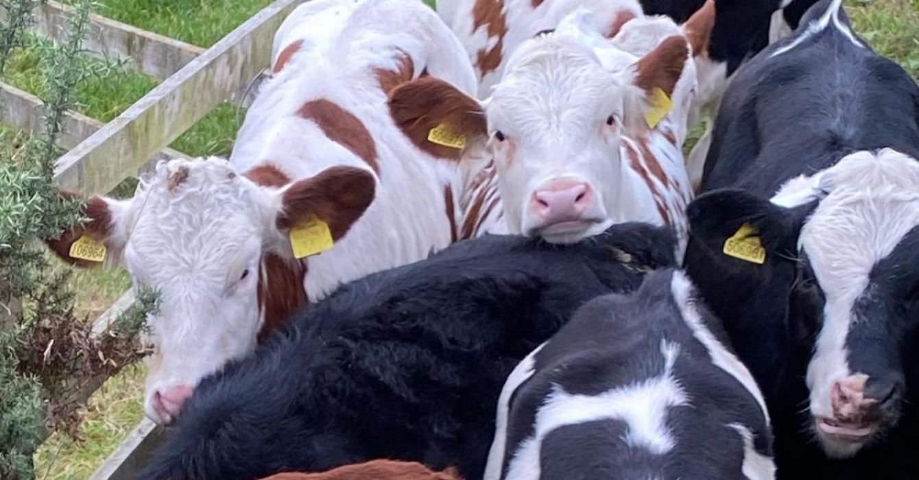 Doddington Dairy Ice Cream